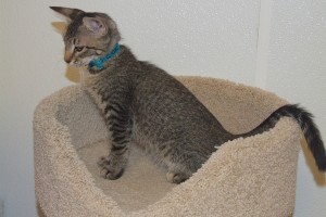 Picture of Loki