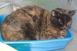 Picture of Mica