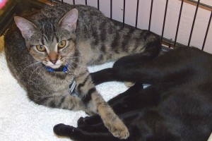 Picture of Missy