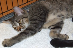 Picture of Missy