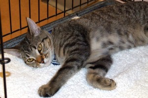 Picture of Missy