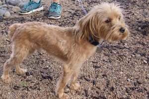 Picture of Murphy
