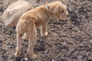 Picture of Murphy