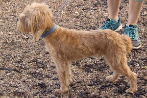 Picture of Murphy