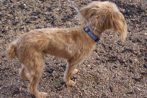 Picture of Murphy