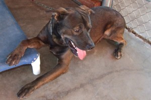 Picture of Rover