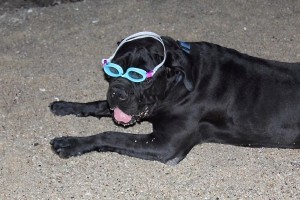 Picture of Sam