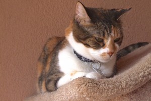 Picture of Sofie