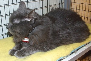 Picture of Spirit