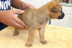 Picture of Taffy
