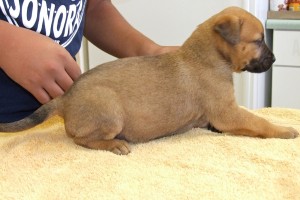 Picture of Taffy