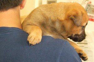 Picture of Taffy