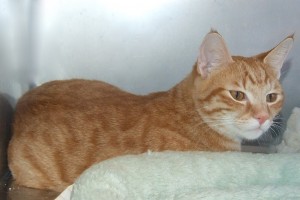 Picture of Tiger Boy