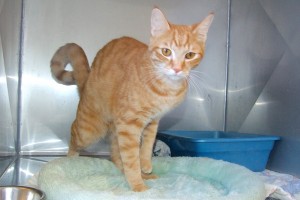 Picture of Tiger Boy