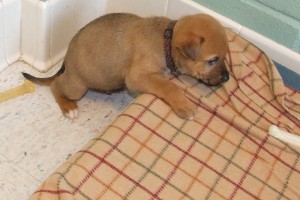 Picture of Toffee