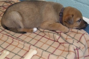 Picture of Toffee