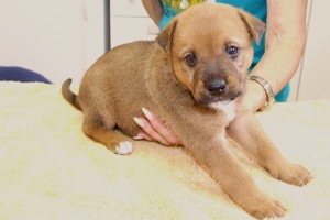 Picture of Toffee