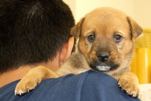 Picture of Toffee