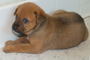 Picture of Toffee