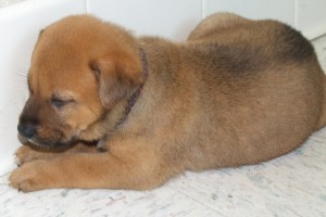 Picture of Toffee