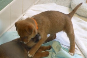 Picture of Tootsie