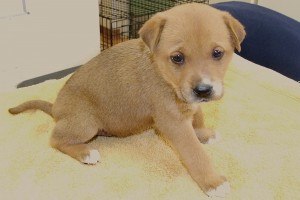 Picture of Tootsie