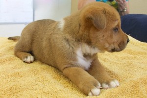 Picture of Tootsie