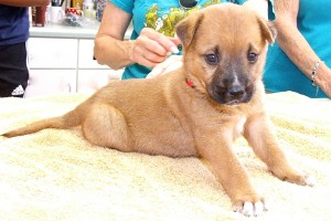 Picture of Twinkie