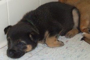 Picture of Twix