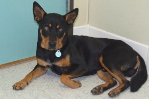 Picture of Tyke