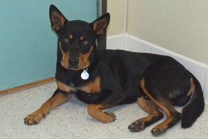 Picture of Tyke