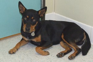 Picture of Tyke