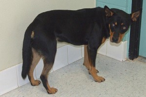 Picture of Tyke