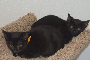 Picture of Ambrosia