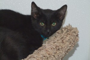 Picture of Ambrosia