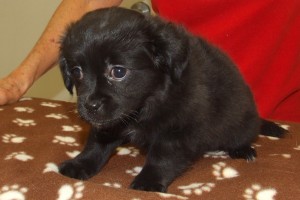 Picture of Bella