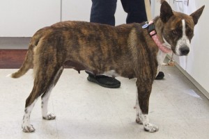 Picture of Bonnie