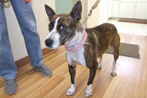 Picture of Bonnie