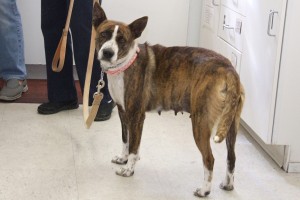 Picture of Bonnie