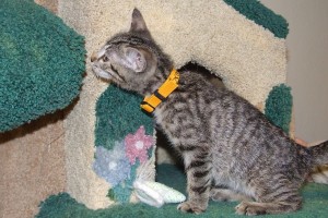 Picture of Bram