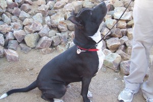 Picture of Buster