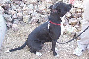 Picture of Buster