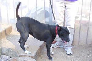 Picture of Buster