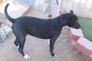 Picture of Buster