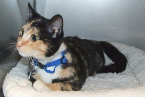 Picture of Cali