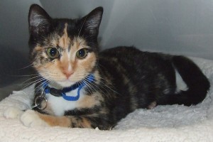 Picture of Cali