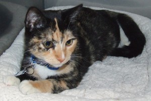 Picture of Cali