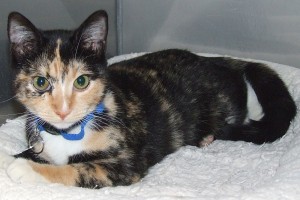 Picture of Cali