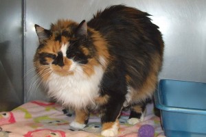 Picture of Cinnamon