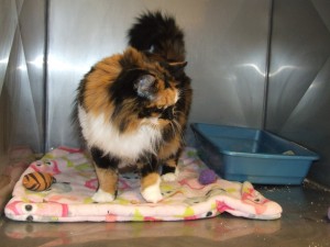 Picture of Cinnamon